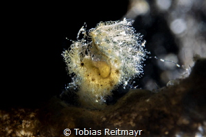 Hairy Shrimp, Aer Prang 1, Lembeh Strait by Tobias Reitmayr 